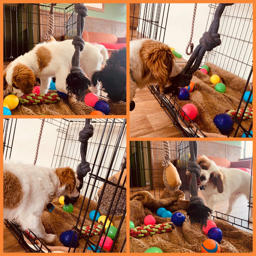 The Puppy Nursery - Puppy Daycare and Training