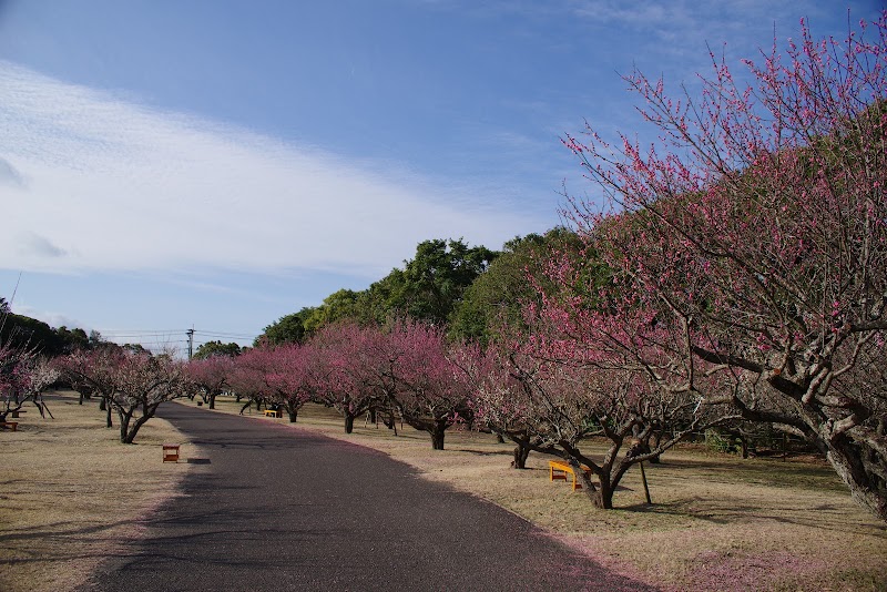 市民の森 梅園