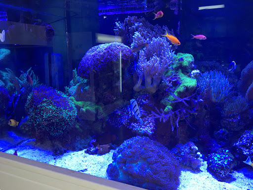 Tropical Fish Store «Blue Reef Aquatics», reviews and photos, 5960 Losee Rd, North Las Vegas, NV 89081, USA