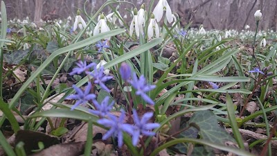 Photos of T&ouml;llősi-erdő