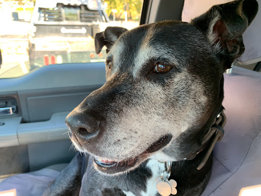 Grocery Store «Safeway», reviews and photos, 406 N Main St, Sebastopol, CA 95472, USA