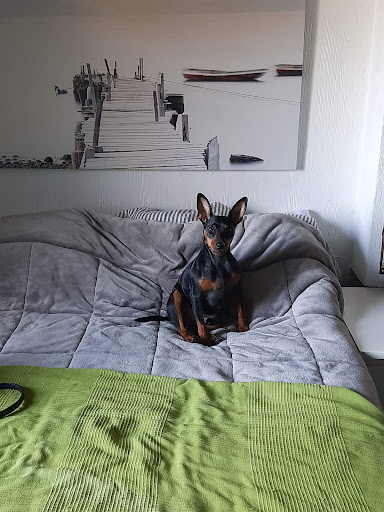 CLINICA VETERINARIA COLMILLOS Y GARRAS - Valdemorillo