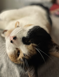 Creature Comforts Pet Resort - Photo 2 - Car repair in Jacksonville, FL, Jacksonville