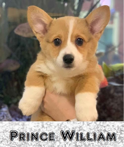 Pet Store «Pet Express», reviews and photos, 250 Granite St, Braintree, MA 02184, USA