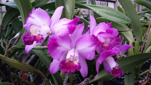 Florist «Dr Delphinium Flower & Orchid House», reviews and photos, 513 W Campbell Rd, Richardson, TX 75080, USA