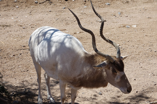 Zoo «Out of Africa Wildlife Park», reviews and photos, 3505 AZ-260, Camp Verde, AZ 86322, USA