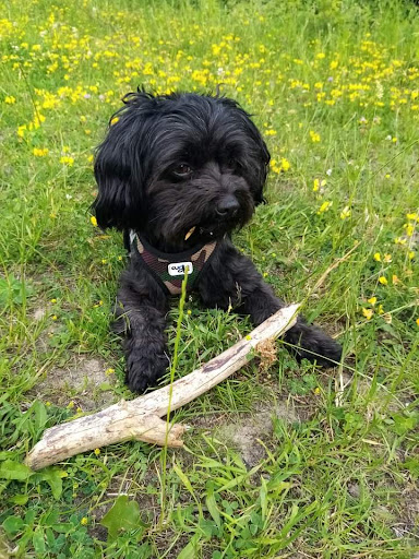 Richard Lichtenheldt Tierarztpraxis unter Sitzendorf, Thüringen