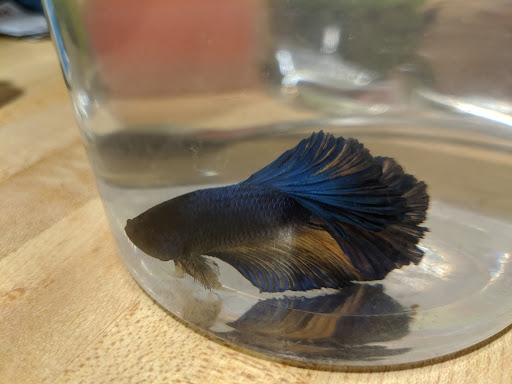 Pet Supply Store «Petco Animal Supplies», reviews and photos, 244 Pioneer Trail, Chaska, MN 55318, USA