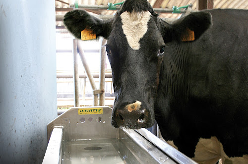 Fournisseur d'équipement pour élevage laitier LA BUVETTE | Fabricant d'abreuvoirs et de matériel d'élevage Tournes
