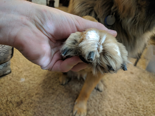 Dog Day Care Center «K9 Behavior UT, LLC», reviews and photos, 1458 Main St, Salt Lake City, UT 84115, USA