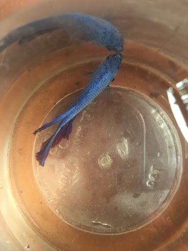 Top 20 cửa hàng cá koi Huyện Kiến Thụy Hải Phòng 2022