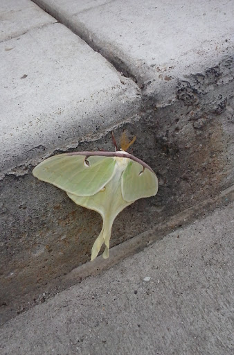 Home Goods Store «Dollar General», reviews and photos, 12011 S 1100 W, Wanatah, IN 46390, USA