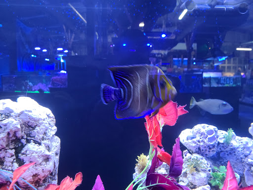 Tropical Fish Store «Elite Reef», reviews and photos, 8410 Wadsworth Blvd F, Arvada, CO 80003, USA