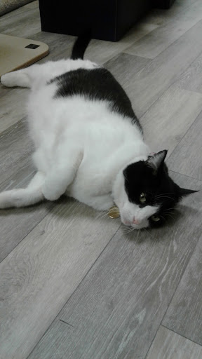 Pet Supply Store «Pet Supply Center», reviews and photos, 3558 Webber St, Sarasota, FL 34239, USA