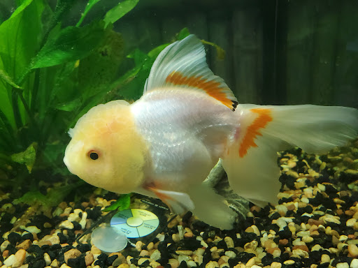 Tropical Fish Store «Xtreme Fish & Pets», reviews and photos, 11415 Bellaire Blvd # A, Houston, TX 77072, USA