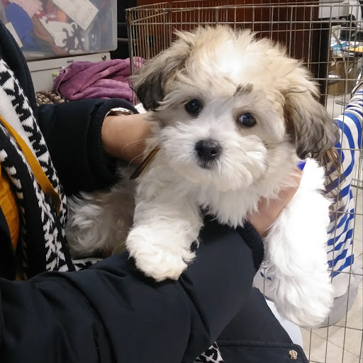 Pet Supply Store «Zoo-Rama Pets», reviews and photos, 2566 E Tremont Ave, Bronx, NY 10461, USA