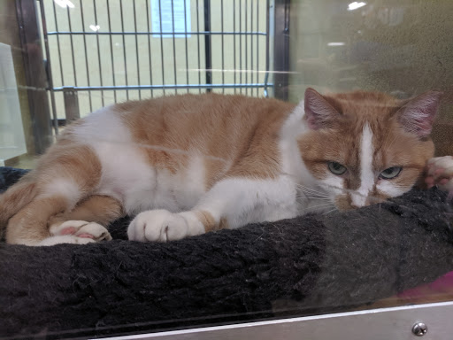 Pet Supply Store «PetSmart», reviews and photos, 190 Rt 10 West, East Hanover, NJ 07936, USA