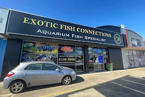 Exotic Fish Connections image