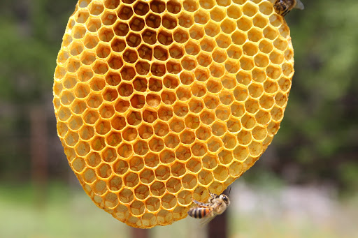 Bee Friendly Austin