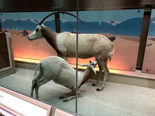 Gift Shop «Smithsonian Museum of Natural History Gift Shops», reviews and photos, 10th St NW & Constitution Avenue Northwest, Washington, DC 20004, USA