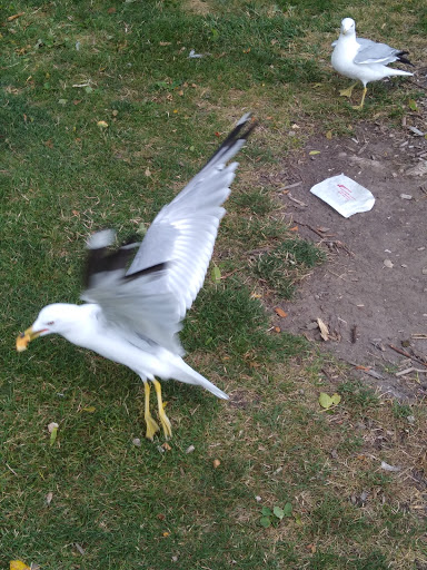 Amusement Park «Bay Beach Amusement Park», reviews and photos, 1313 Bay Beach Rd, Green Bay, WI 54302, USA