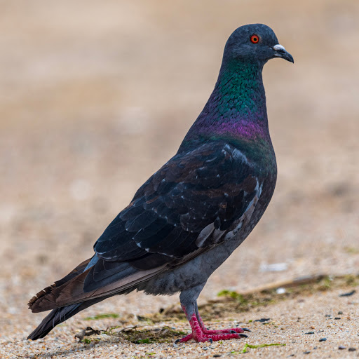 Nature Preserve «Sandy Point Bird Sanctuary», reviews and photos, Beach St, West Haven, CT 06516, USA