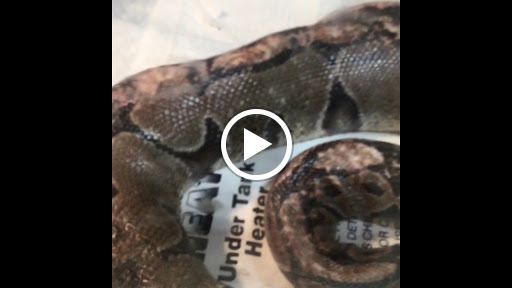 Pet Store «Everything Pet», reviews and photos, 3616 N Fry Rd, Katy, TX 77449, USA