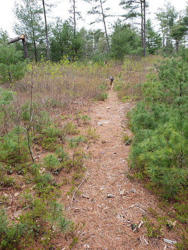 State Park «Myles Standish State Forest», reviews and photos, 194 Cranberry Rd, Carver, MA 02330, USA