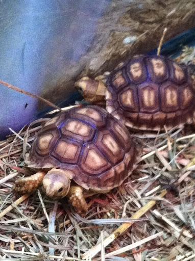 Pet Store «Pets World», reviews and photos, 147 Bridge St, Weymouth, MA 02191, USA