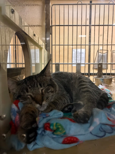 Pet Supply Store «PetSmart», reviews and photos, 2631 Beene Blvd, Bossier City, LA 71111, USA