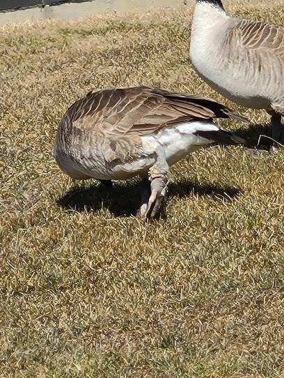 Pickering Animal Services