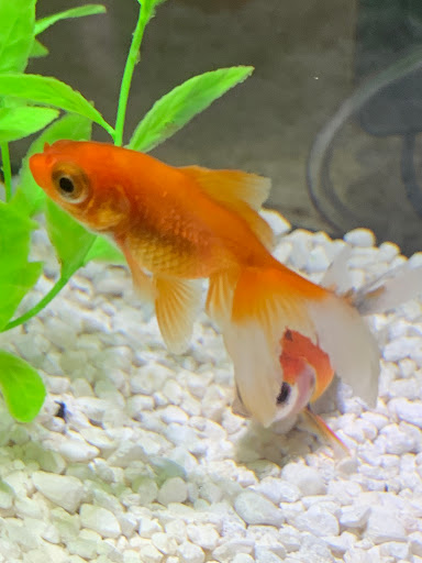 Pet Store «Fins And Feathers», reviews and photos, 222 Willow Ave, Honesdale, PA 18431, USA