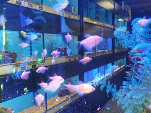 Pet Supply Store «Petco Animal Supplies», reviews and photos, 1401 E Spring Valley Rd, Richardson, TX 75081, USA