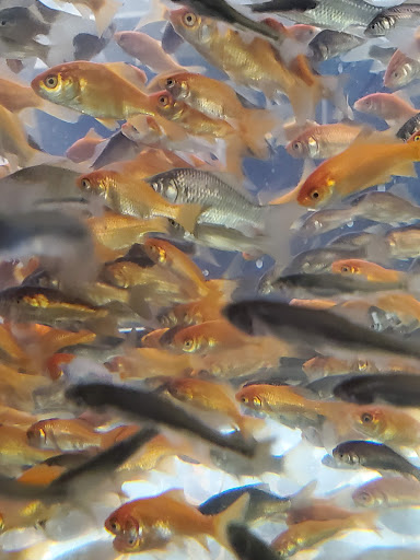 Pet Supply Store «Petco Animal Supplies», reviews and photos, 415 E University Dr, Granger, IN 46530, USA