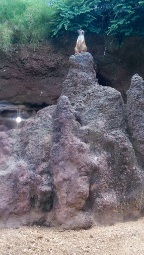 Zoo «Houston Zoo», reviews and photos, 6200 Hermann Park Dr, Houston, TX 77030, USA