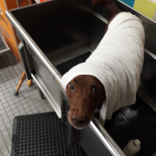 Pet Supply Store «Unleashed by Petco», reviews and photos, 20649 SW Roy Rogers Rd #301, Sherwood, OR 97140, USA