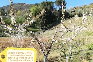 Le Vigne del Grillo di Casini Giovanni image