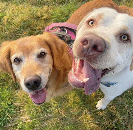 Holliespetcare - Dog Walking | Pet Sitting | Pet Visits (Newport And Surrounding Areas) - Newport