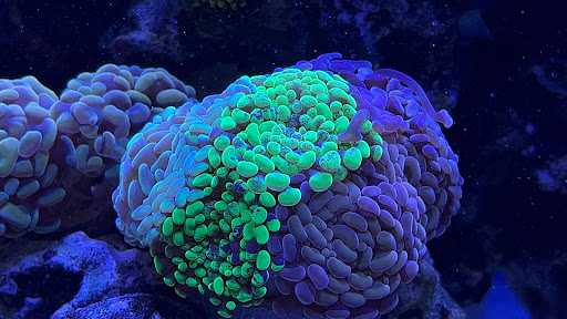 Pet Supply Store «Reef Plus», reviews and photos, 935 Oak St, North Aurora, IL 60542, USA