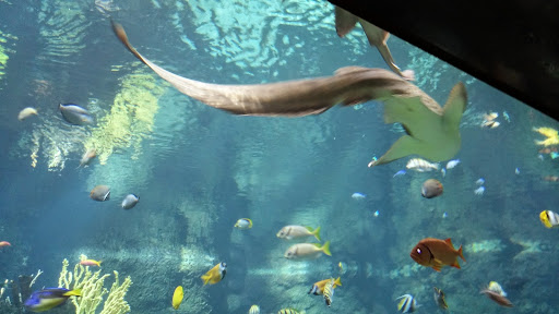 Gift Shop «Minnesota Zoo Gift Shop», reviews and photos, 13000 Zoo Blvd, Apple Valley, MN 55124, USA