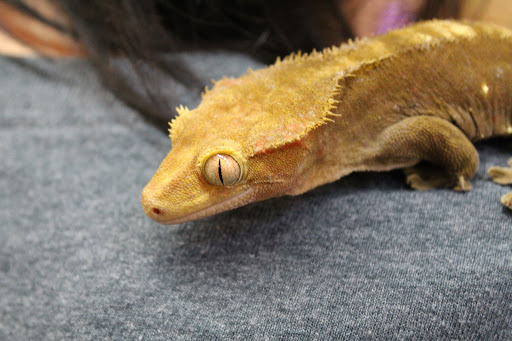 Pet Store «Animart Pets», reviews and photos, 2813 Veterans Memorial Hwy SW, Austell, GA 30168, USA