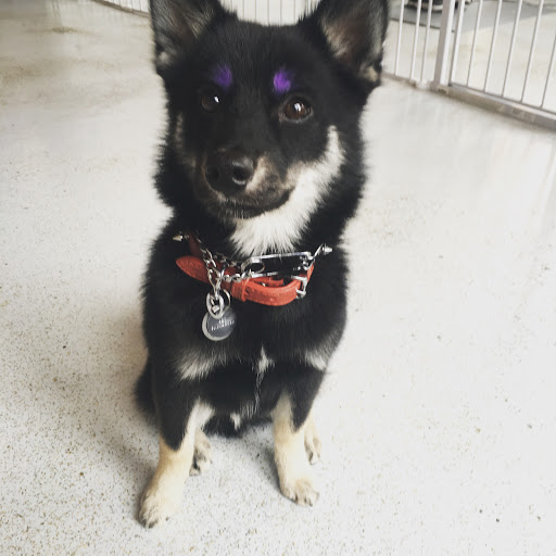 Pet Groomer «ÅSKA Pet Spa & Boutique», reviews and photos, 197 E 7th St, St Paul, MN 55101, USA