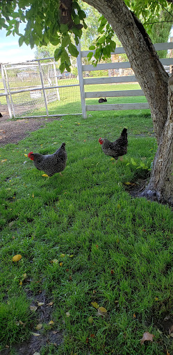 Animal Feed Store «V&V Tack and Feed», reviews and photos, 3642 N Rancho Dr #101, Las Vegas, NV 89130, USA