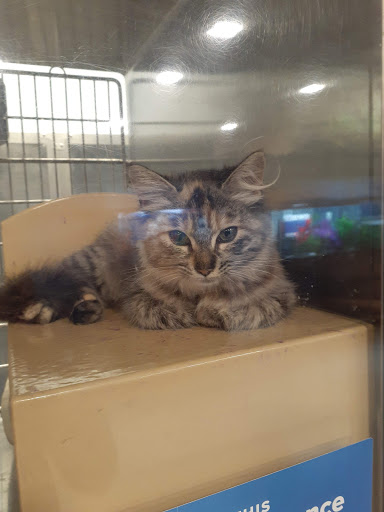 Pet Supply Store «PetSmart», reviews and photos, 1160 Stafford Market Pl, Stafford, VA 22556, USA