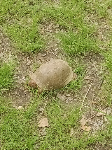 Nature Preserve «Engelmann Woods Natural Area», reviews and photos, 2360 Hwy D, Boles Township, MO 63304, USA