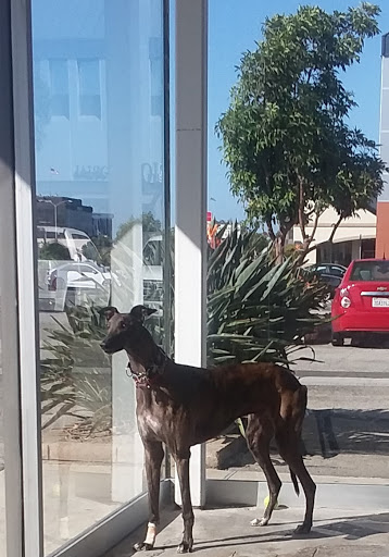 Pet Supply Store «Centinela Feed & Pet Supplies», reviews and photos, 22840 Hawthorne Blvd, Torrance, CA 90505, USA