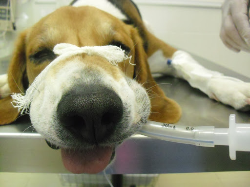 Clínica Veterinaria Vetagro en La Gangosa