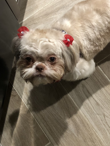 Pet Groomer «Puppylicious Pet grooming salon», reviews and photos, 1463 Lyons Rd, Coconut Creek, FL 33063, USA