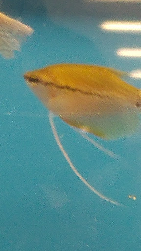 Pet Supply Store «Petco Animal Supplies», reviews and photos, 403 N 8th St, West Dundee, IL 60118, USA