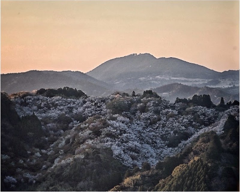 上護岳桜公園